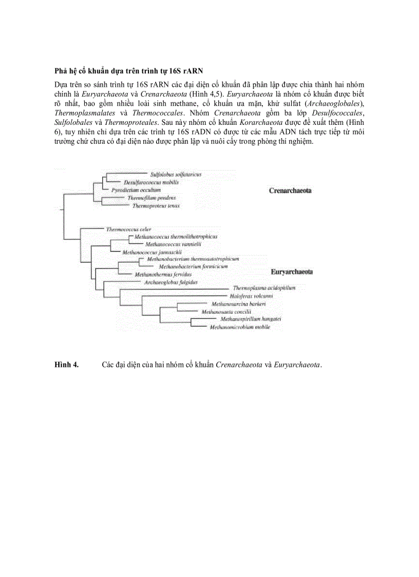 image for page Cổ khuẩn Archaea