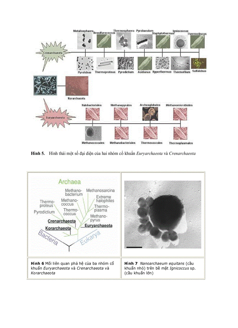image for page Cổ khuẩn Archaea