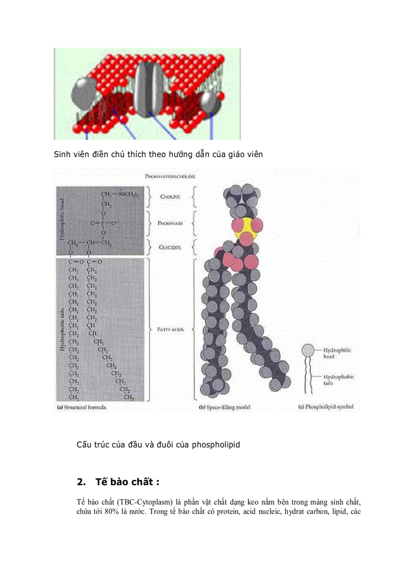 image for page Cấu trúc tế bào vi khuẩn 1