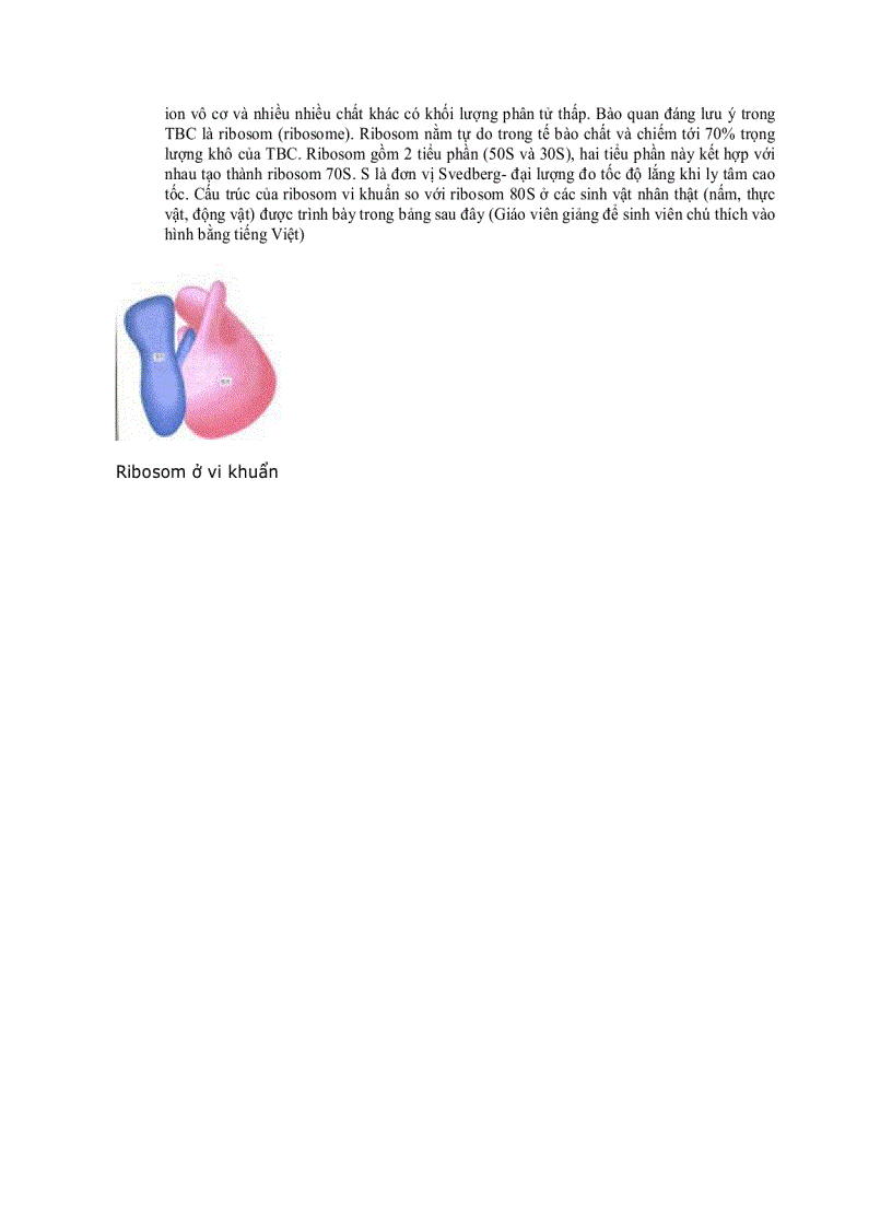 image for page Cấu trúc tế bào vi khuẩn 1