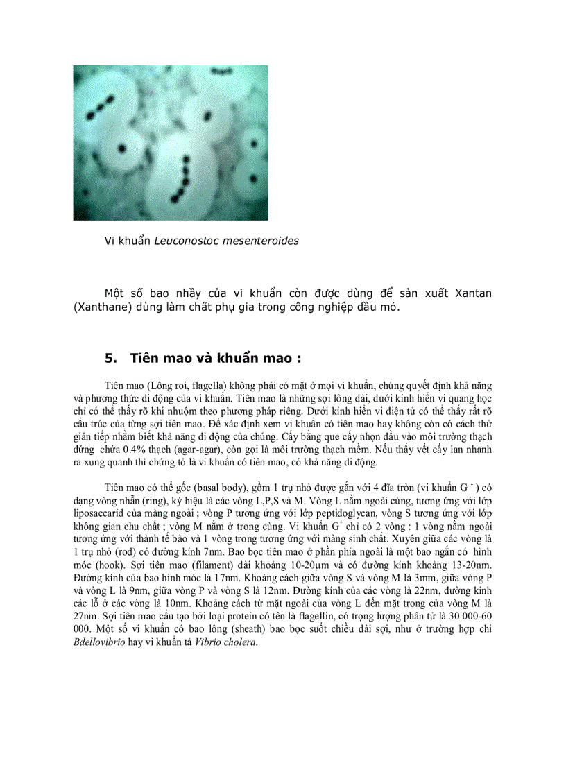 image for page Cấu trúc tế bào vi khuẩn 1