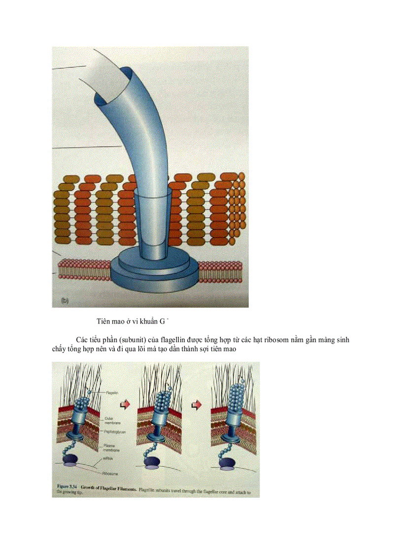 image for page Cấu trúc tế bào vi khuẩn 1
