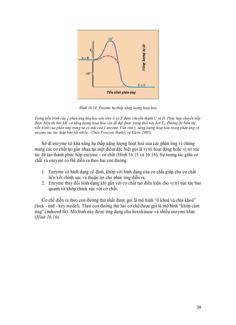 image for page Enzyme