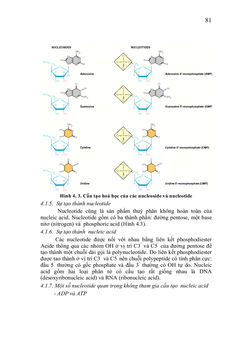 Nucleic acid