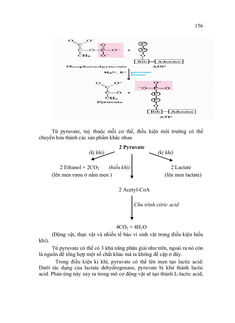 image for page Sự trao đổi saccharide