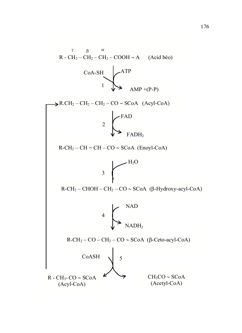 image for page Trao đổi Lipid