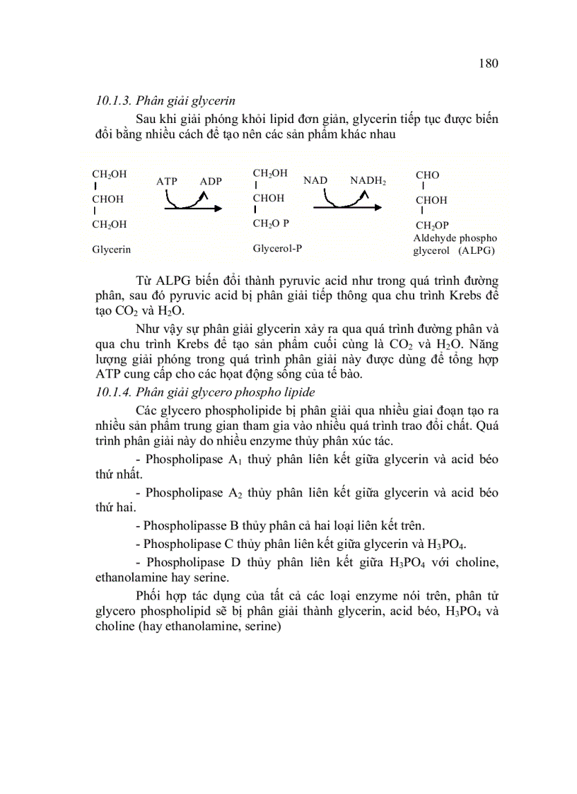 image for page Trao đổi Lipid