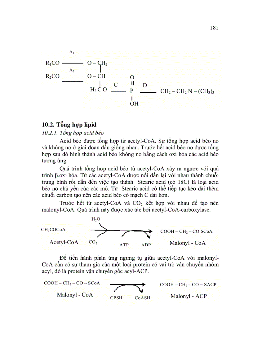 image for page Trao đổi Lipid