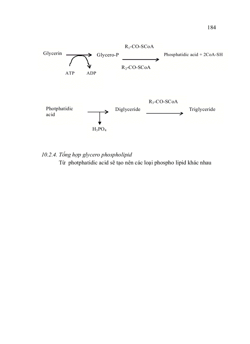 image for page Trao đổi Lipid