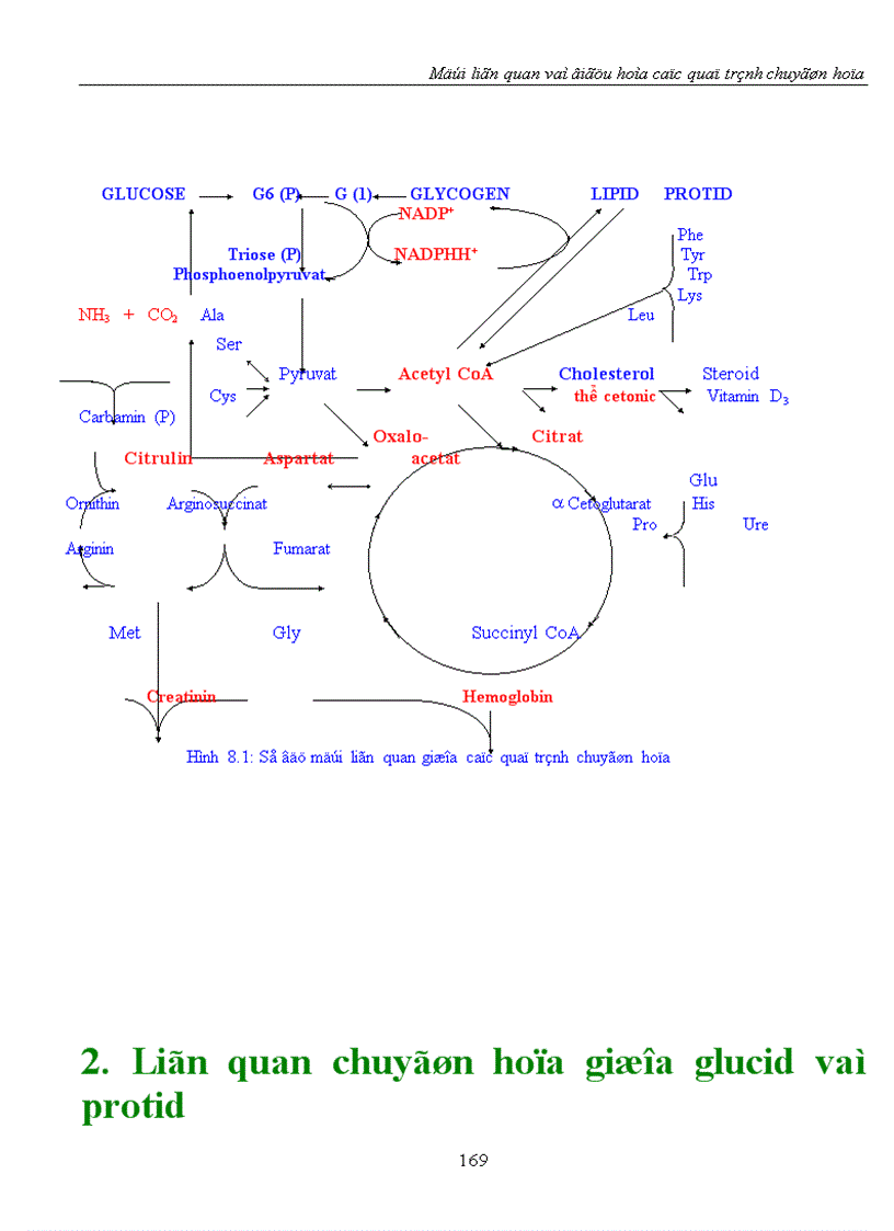 image for page Mối liên quan và điều hòa các quá trình chuyển hóa