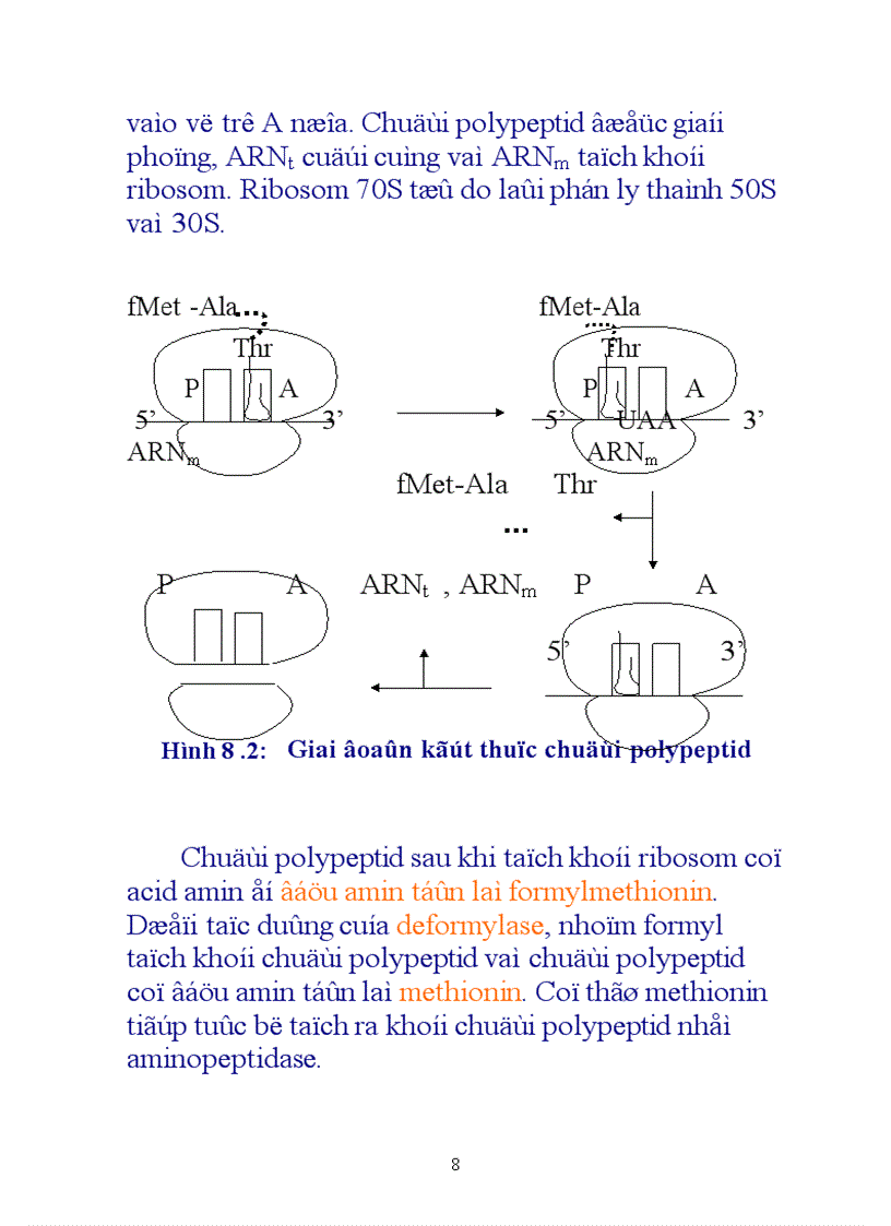 image for page Sinh tổng hợp protein