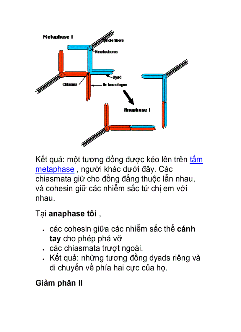 Giảm phân ở động vật