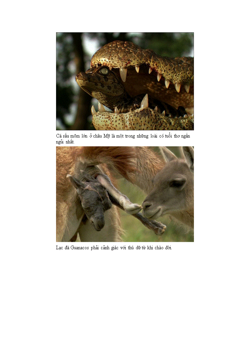 image for page Động vật chăm sóc con