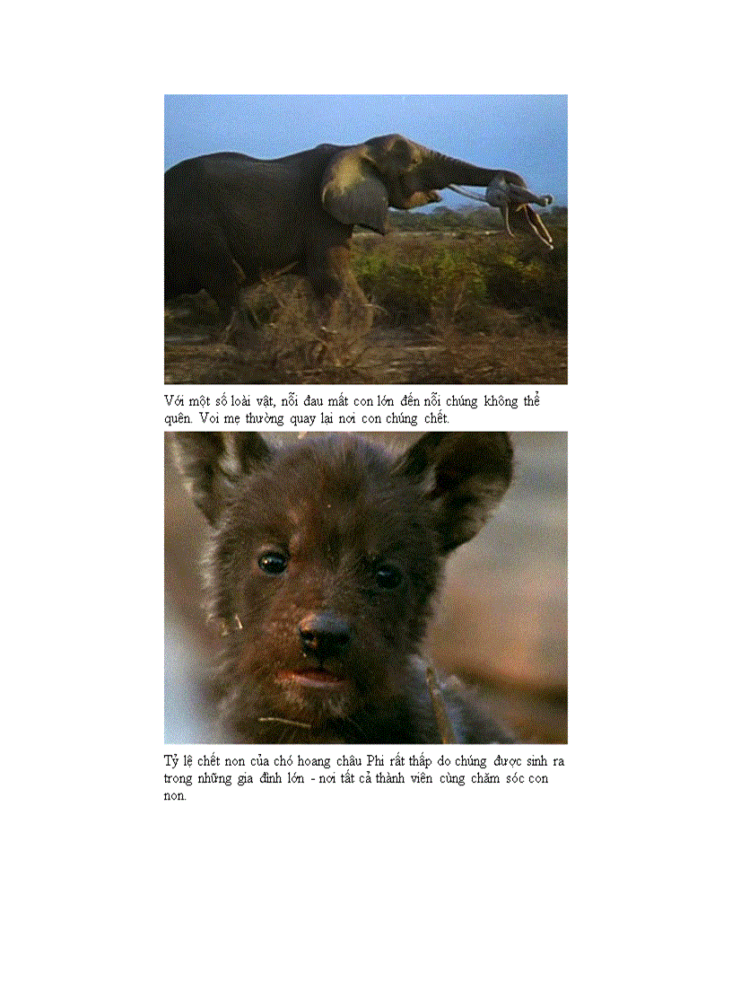 image for page Động vật chăm sóc con