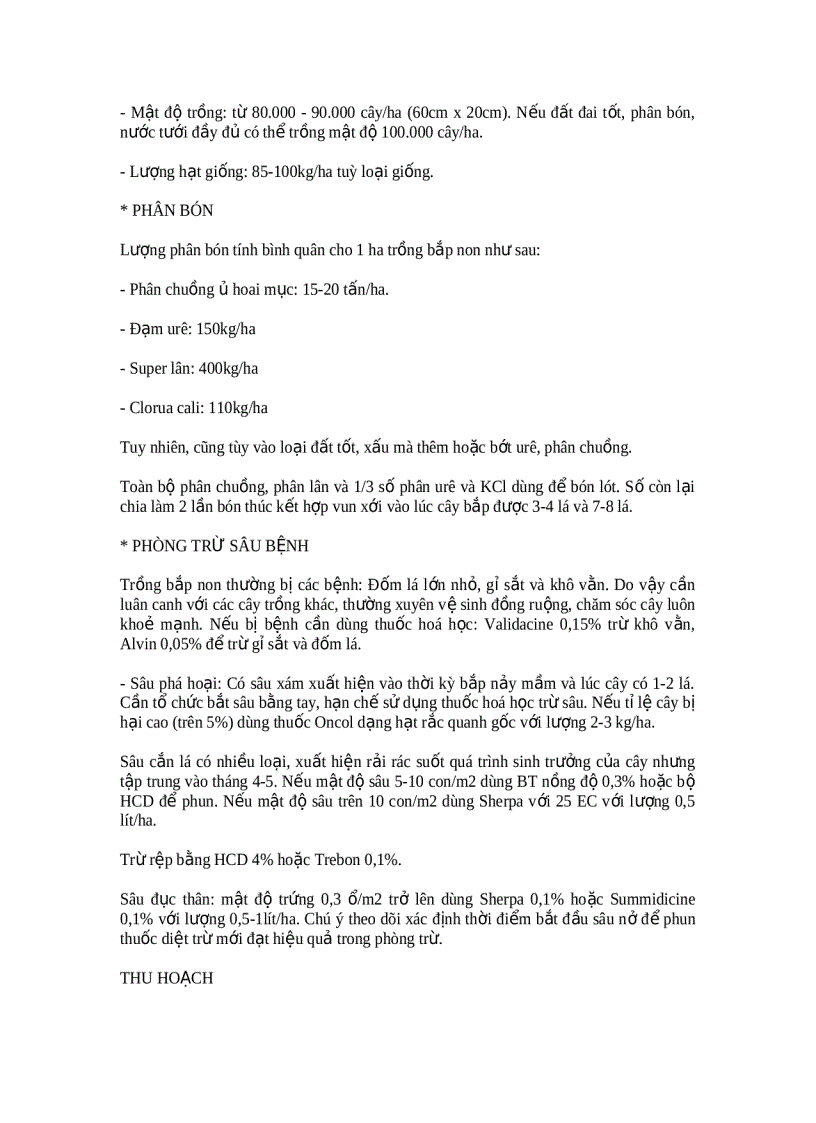 image for page Kỹ thuật trồng bắp non theo hướng rau an toàn