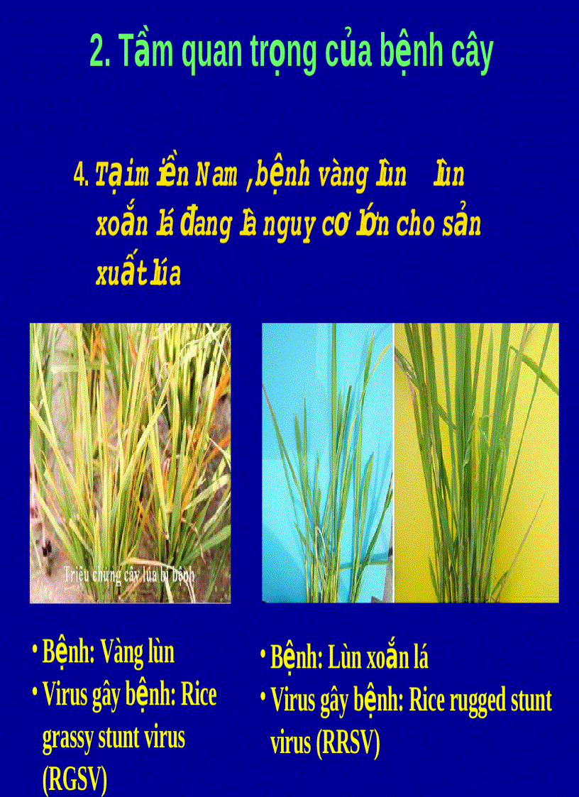 image for page Khái niệm về các loại bệnh trên cây trồng