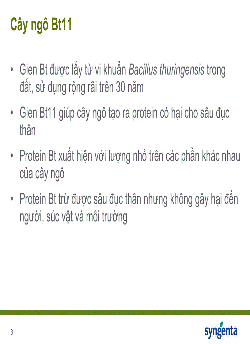 image for page Cây bắp Chuyển Gen