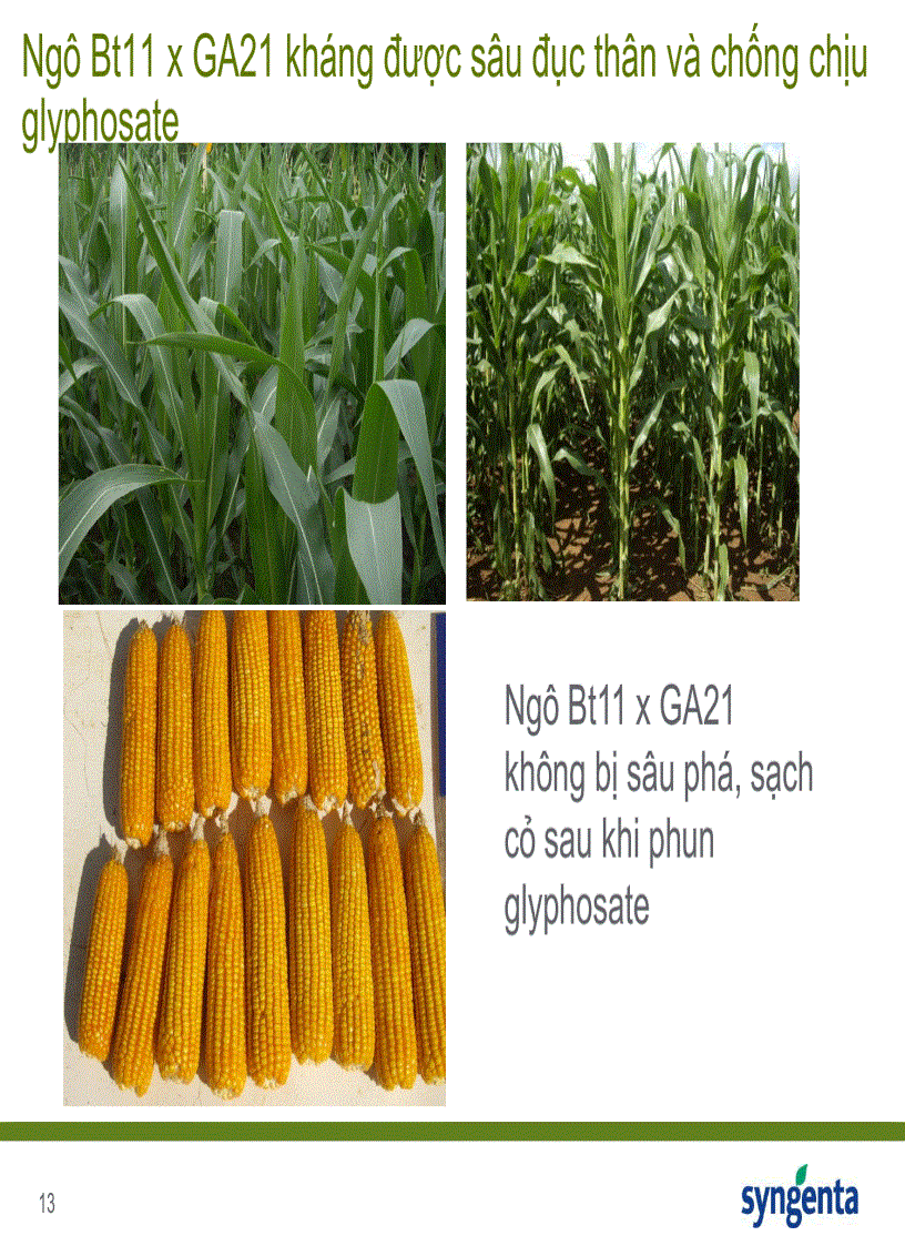 image for page Cây bắp Chuyển Gen