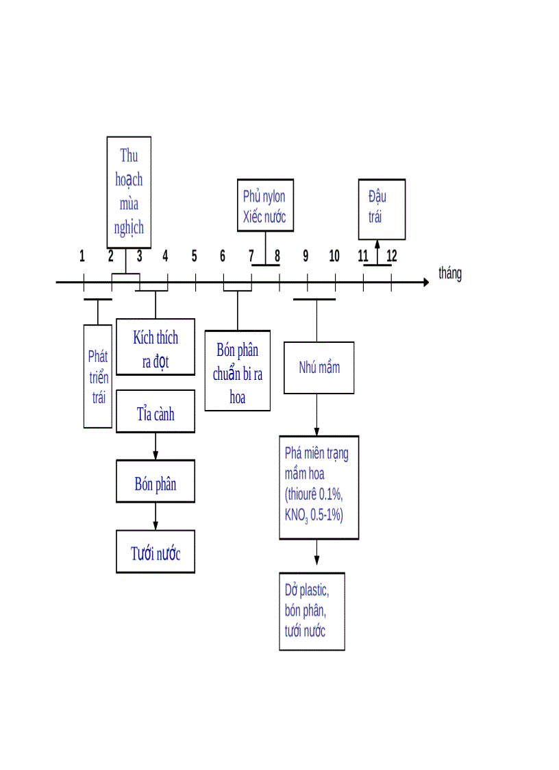 image for page Quy trình xử lý ra hoa cây chôm chôm