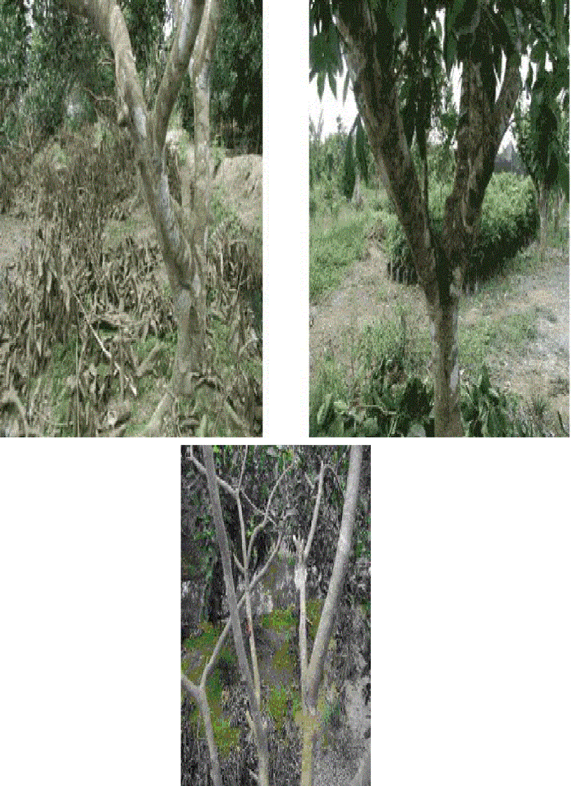 image for page Quy trình xử lý ra hoa cây chôm chôm