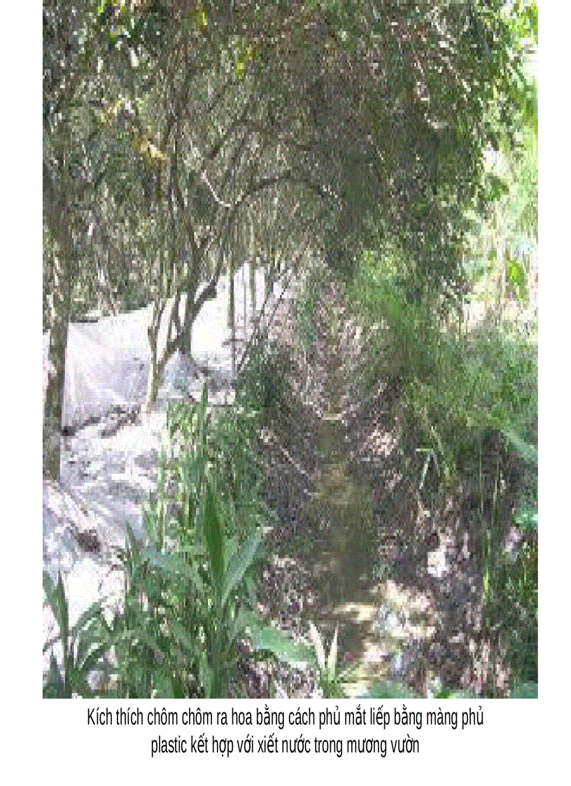 image for page Quy trình xử lý ra hoa cây chôm chôm