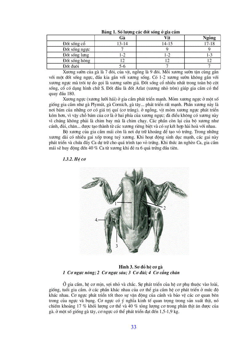 image for page Bài giảng chăn nuôi gia cầm
