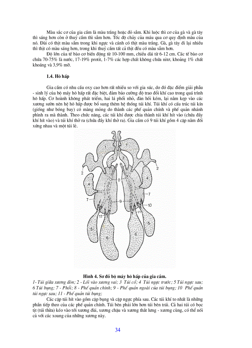 image for page Bài giảng chăn nuôi gia cầm
