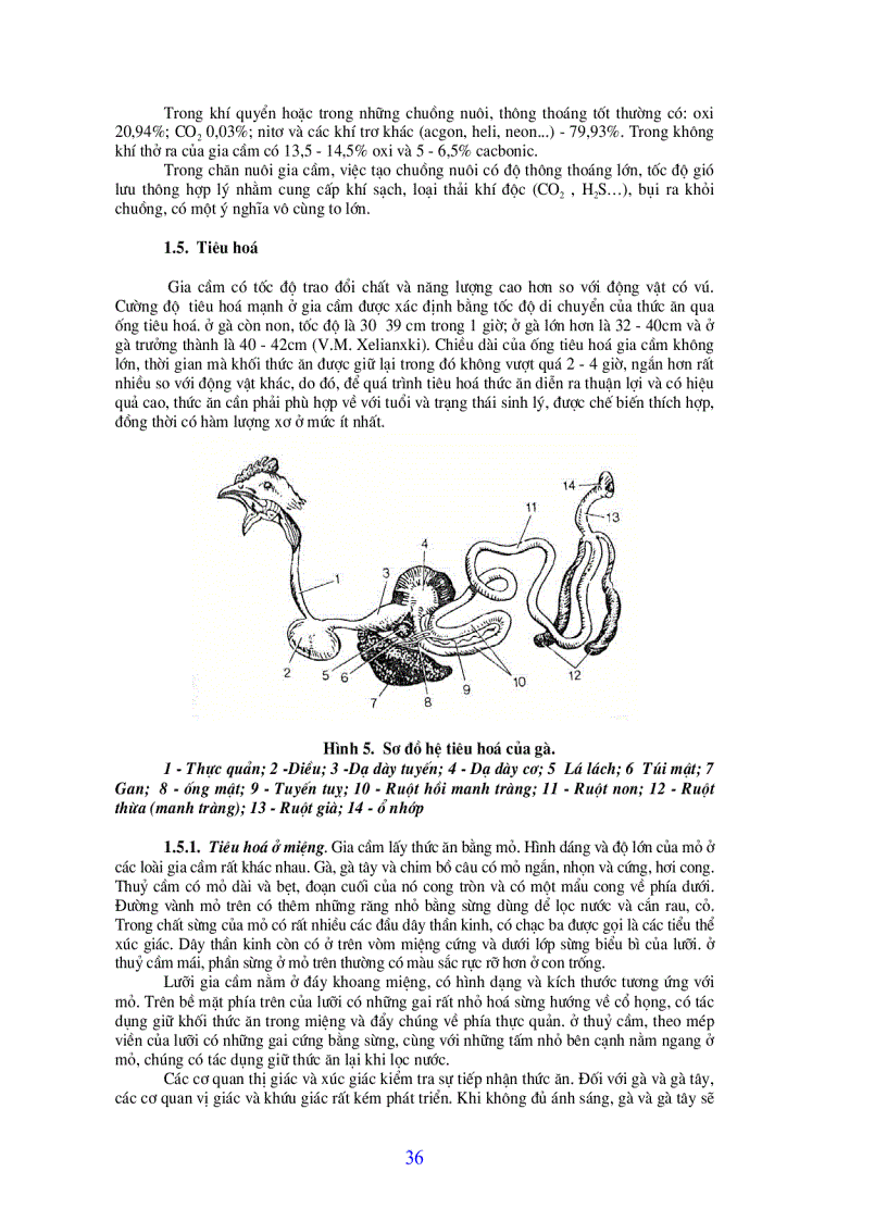 image for page Bài giảng chăn nuôi gia cầm