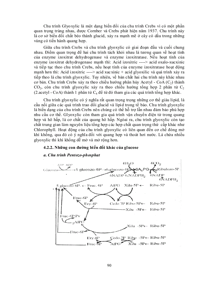 image for page Ý nghĩa của hô hấp trong đời sống thực vật