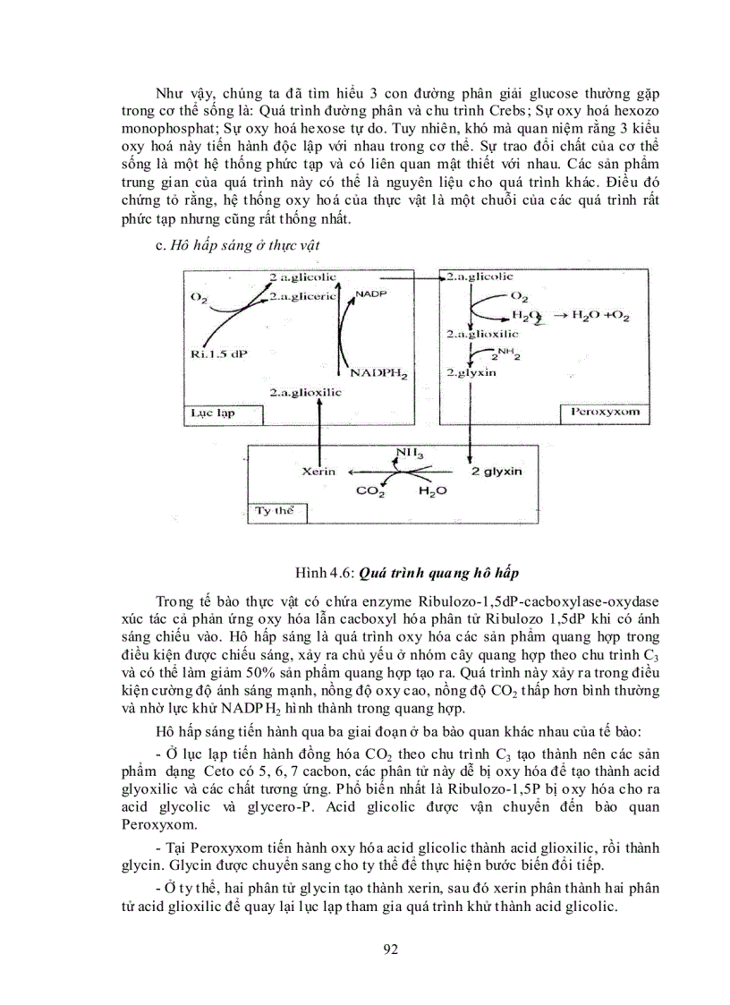 image for page Ý nghĩa của hô hấp trong đời sống thực vật