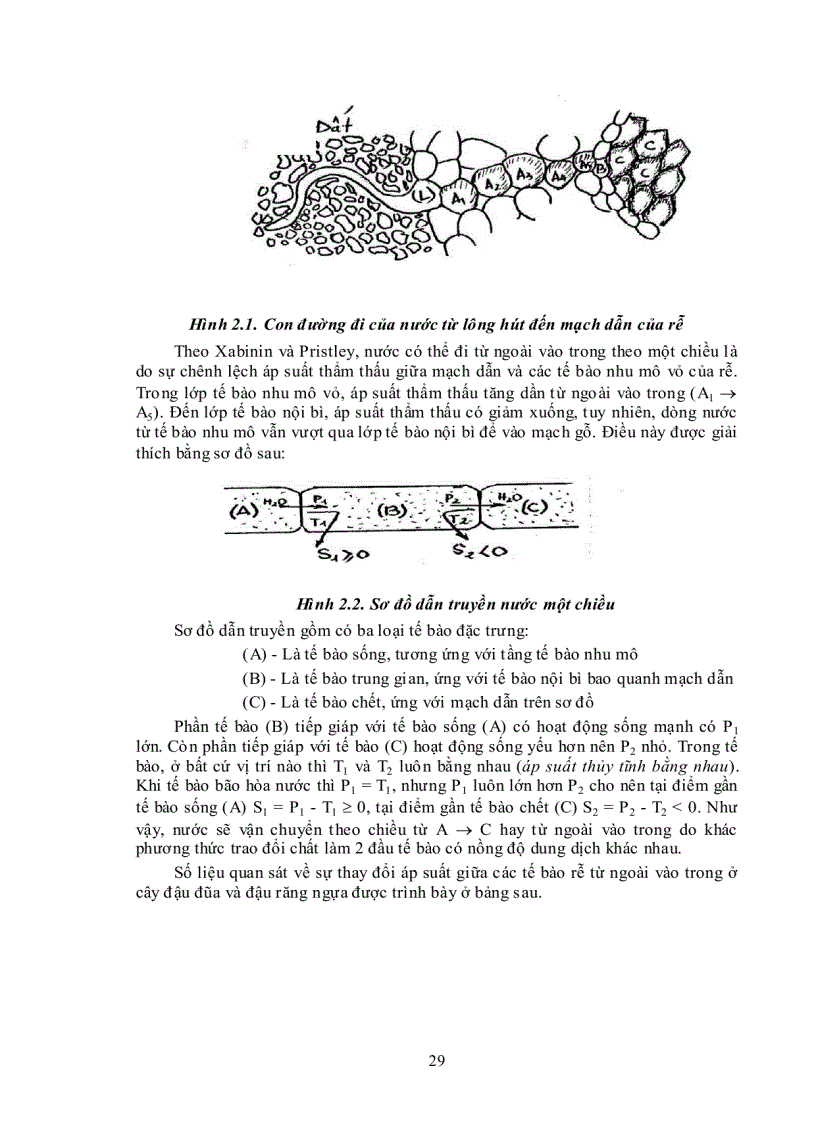image for page Vai trò của nước đối với thực vật và khái niệm về sự trao đổi nước