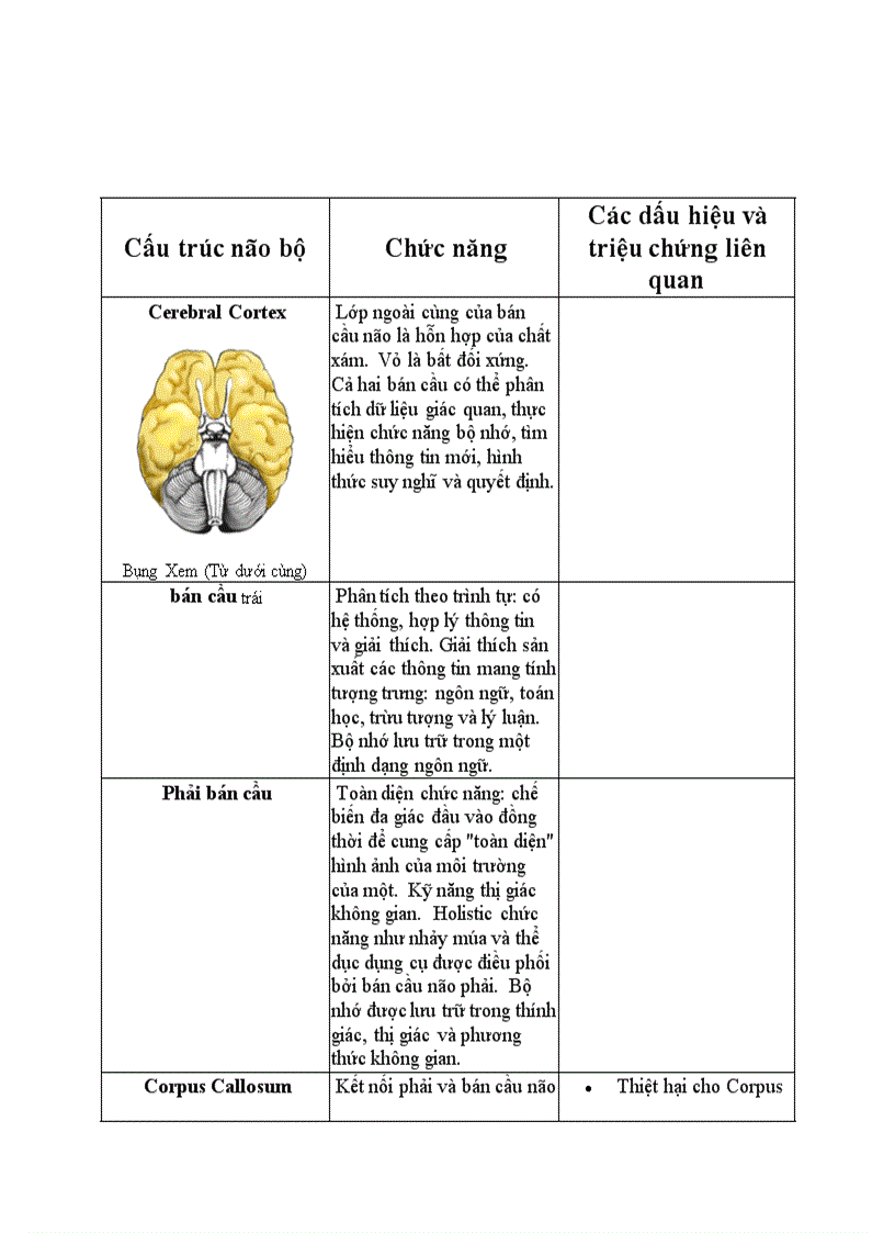 image for page Cấu trúc não bộ