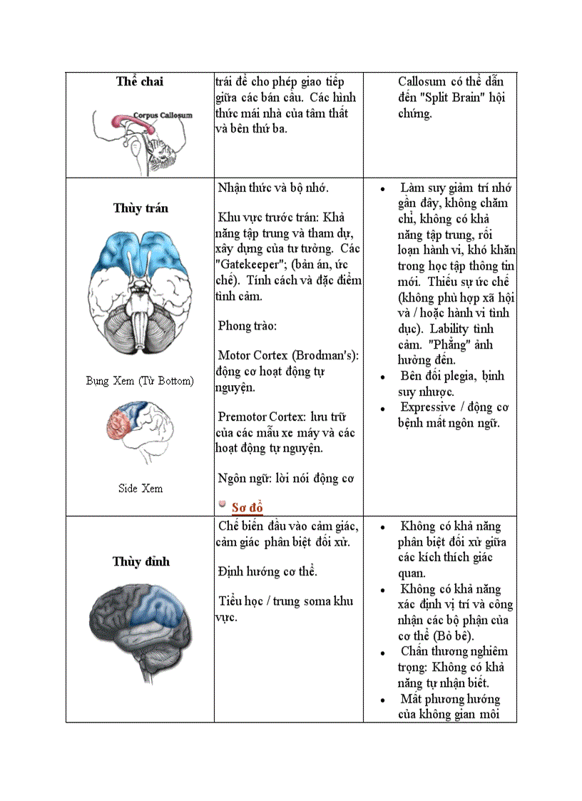 image for page Cấu trúc não bộ