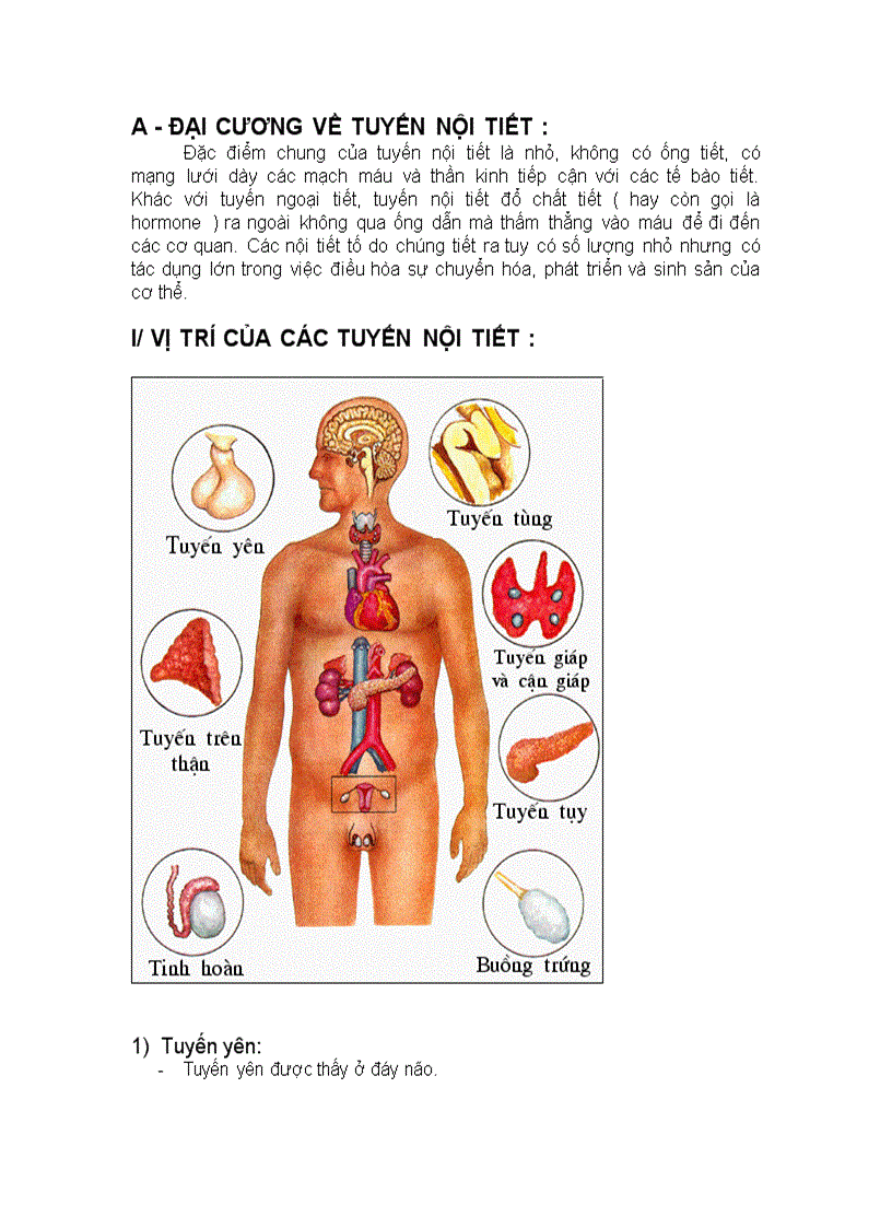 image for page Hệ nội tiết