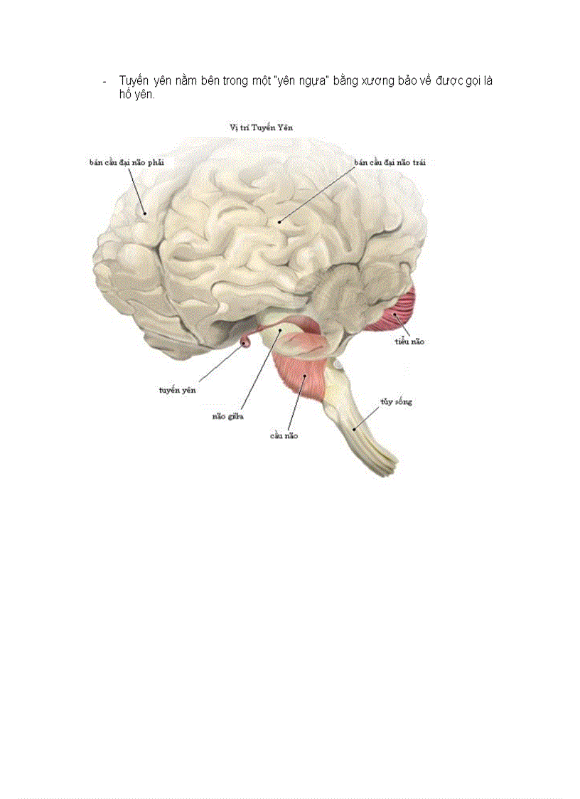 image for page Hệ nội tiết
