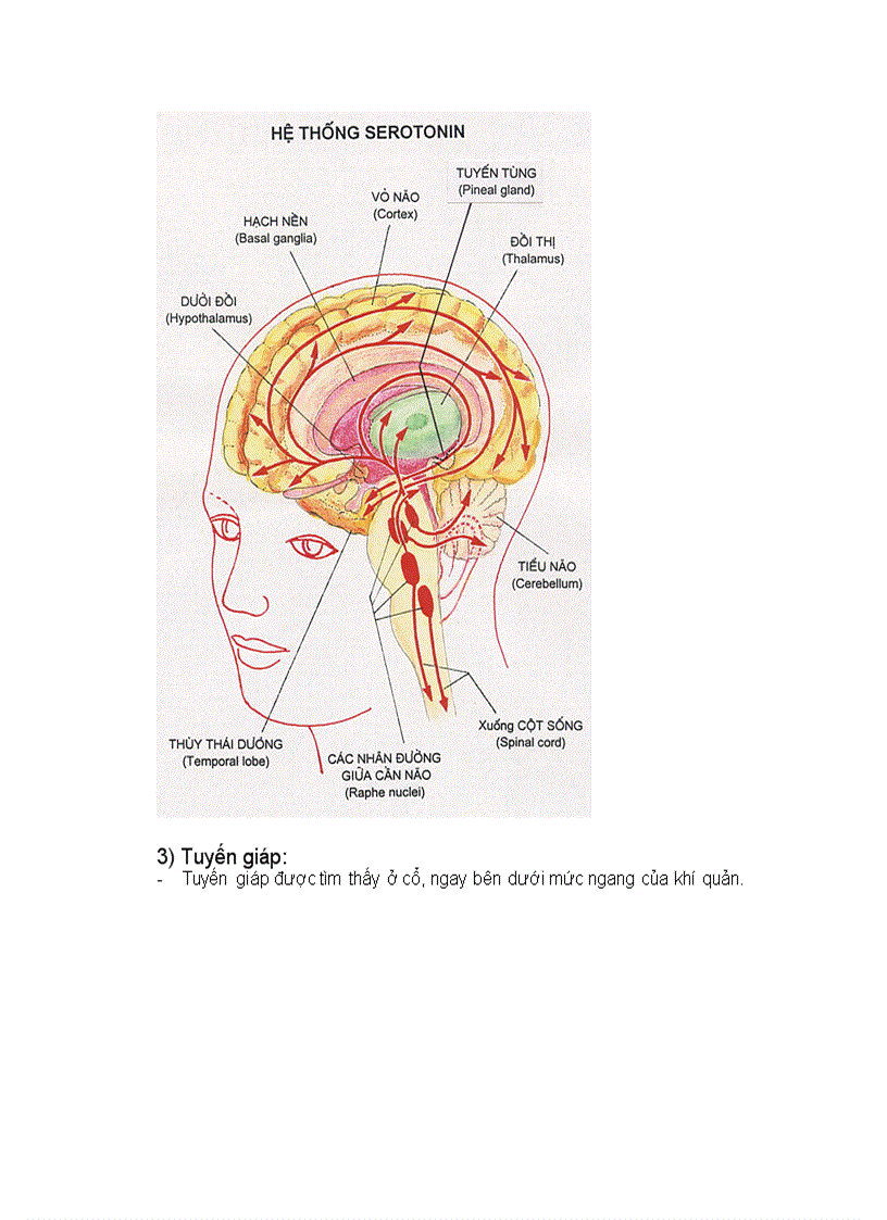 image for page Hệ nội tiết