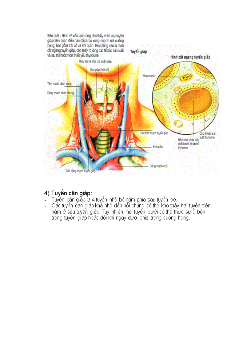 image for page Hệ nội tiết