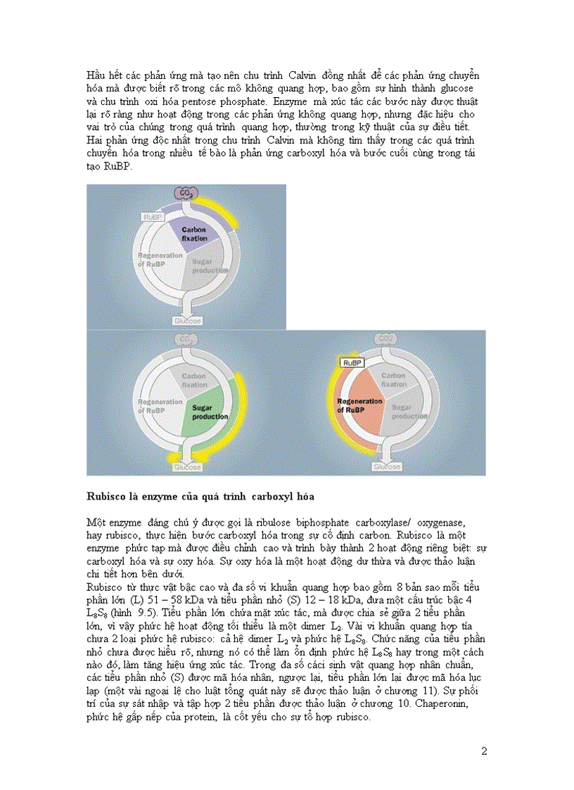 Sự chuyển hóa cacbon trong quang hợp