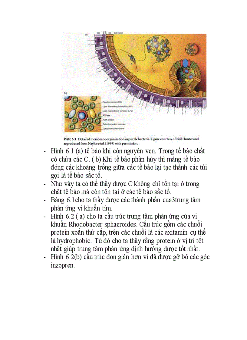 image for page Tập trung phản ứng quang hợp