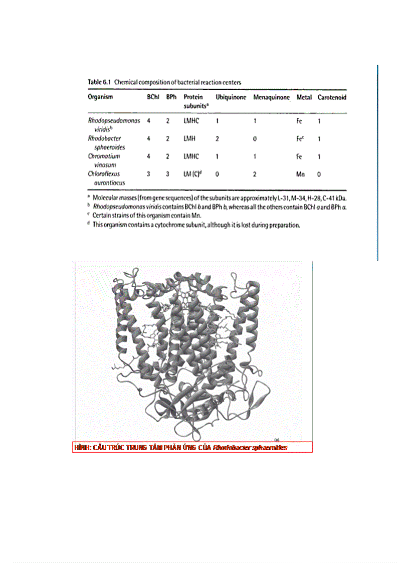 image for page Tập trung phản ứng quang hợp