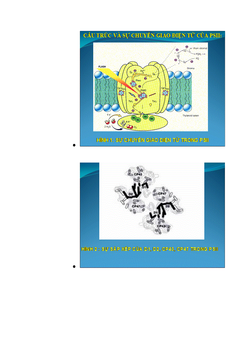 image for page Tập trung phản ứng quang hợp