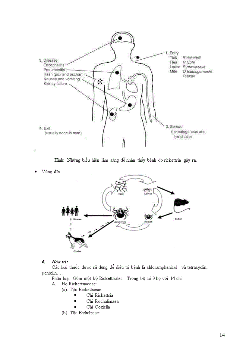image for page Vi sinh vật cổ