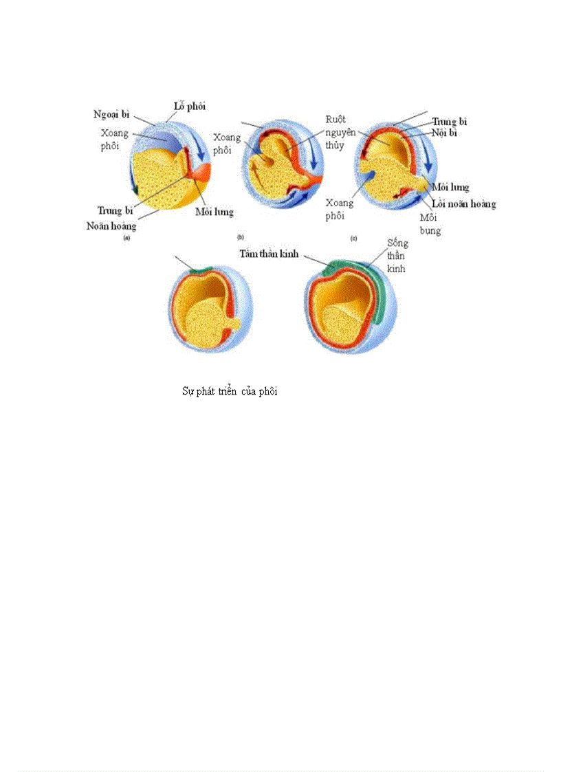 image for page Ếch đồng