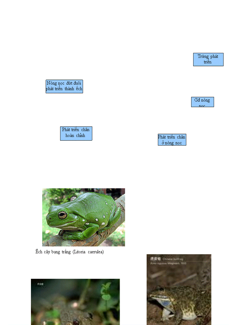 image for page Ếch đồng