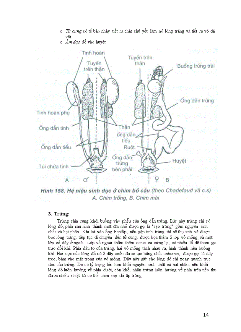 image for page Lớp chim