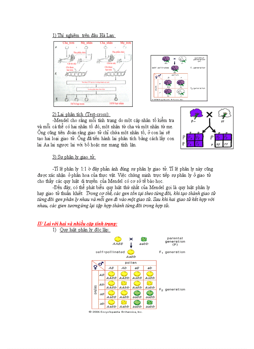 Các quy luật di truyền