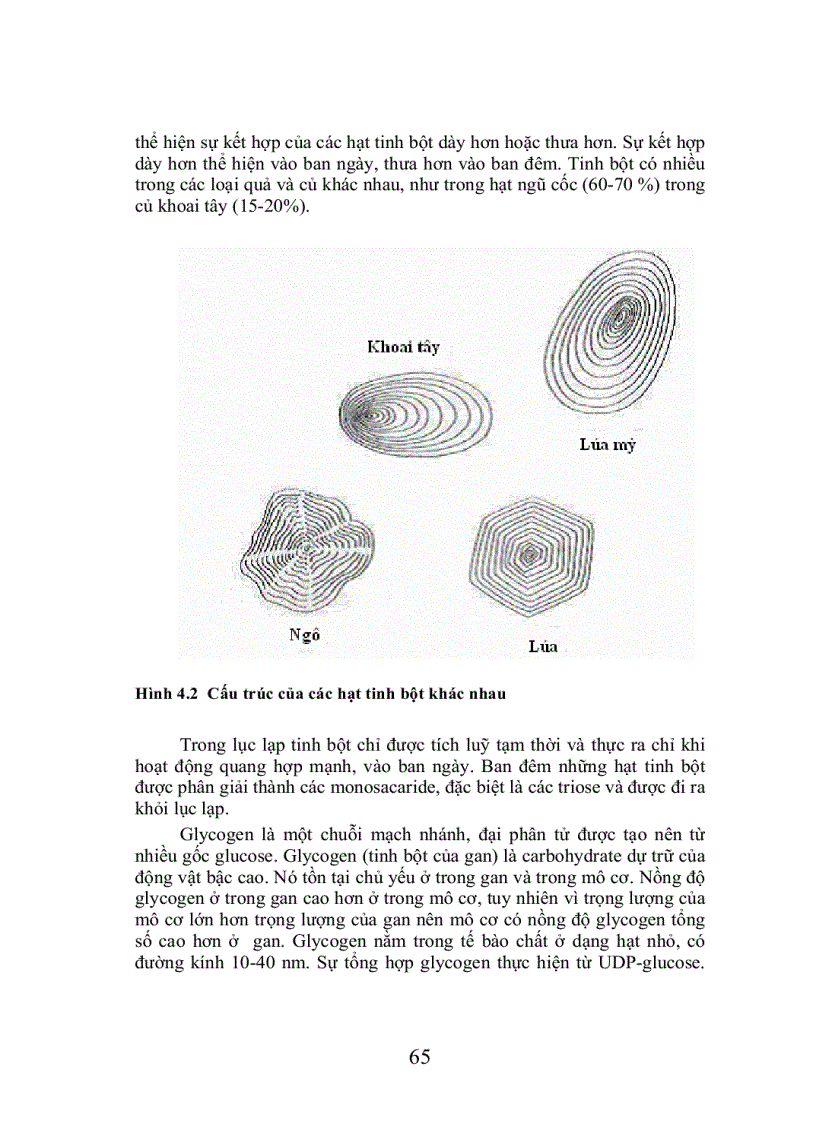 image for page Trao đổi cacbohydrat