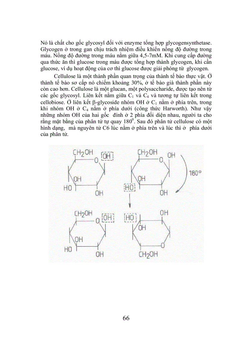image for page Trao đổi cacbohydrat