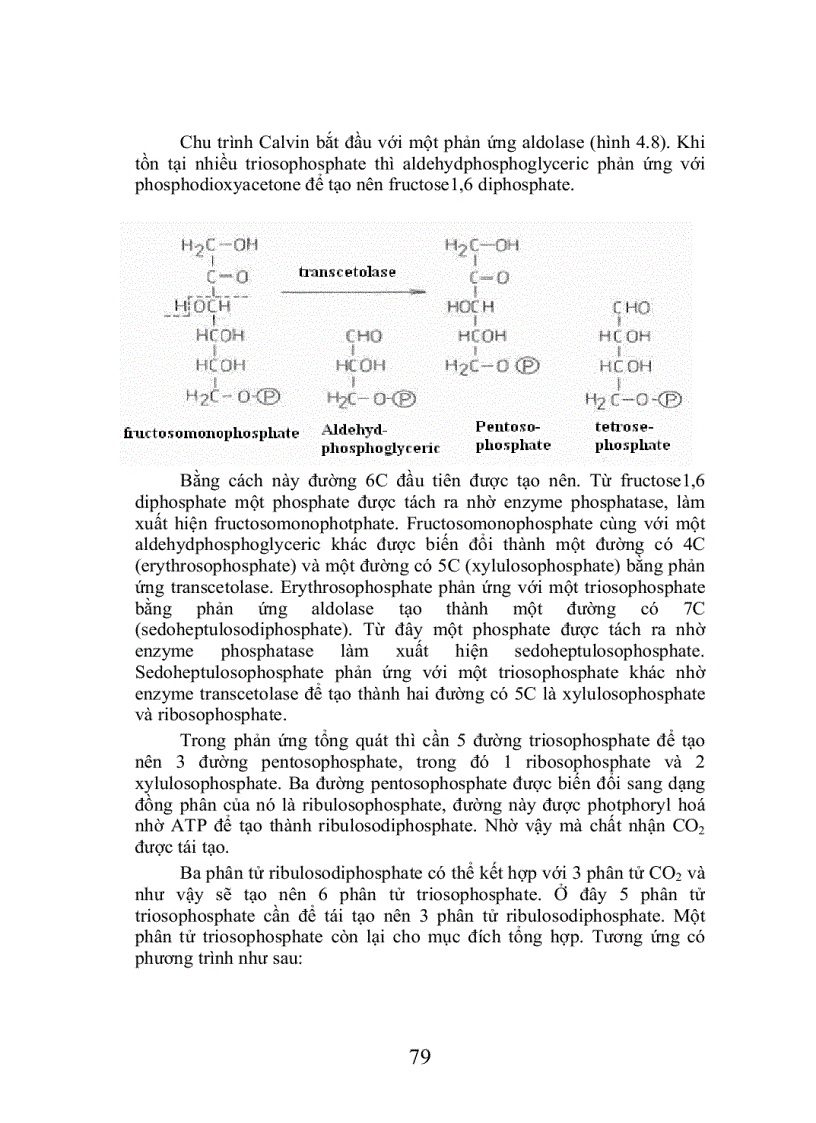 image for page Trao đổi cacbohydrat