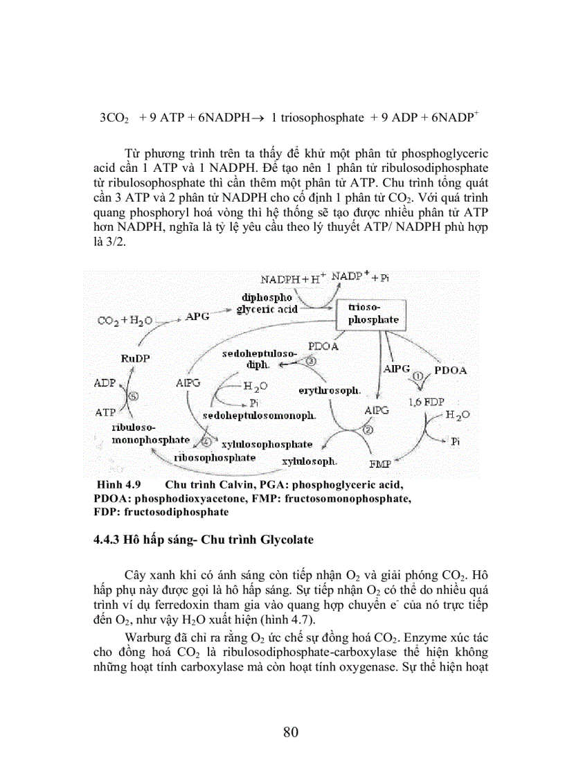image for page Trao đổi cacbohydrat